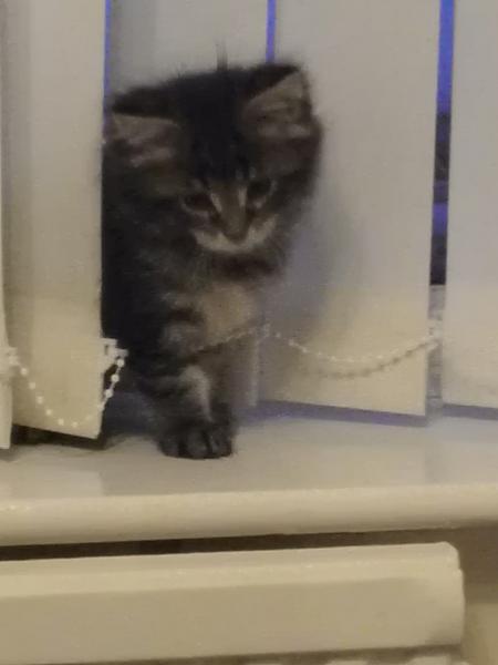 Sherman at 5 weeks