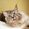 Longfellow at 6.5 months Old by jay60642