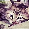 Libby with her catnip toy..