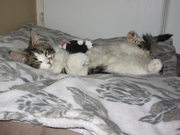 Baby Max sleeping with his toy!