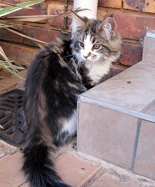 Max playing in the garden 