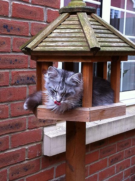 Lily's favourite sleeping place outside