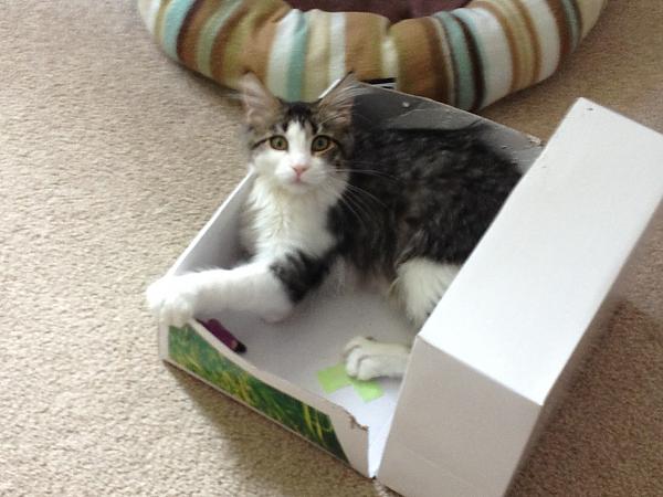 Who needs toys when there are shoe boxes 