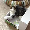 Who needs toys when there are shoe boxes 