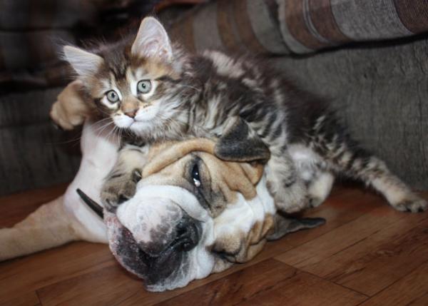 Maine Coon And English Bulldog