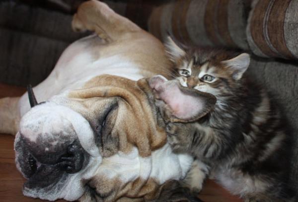 Maine Coon And English Bulldog