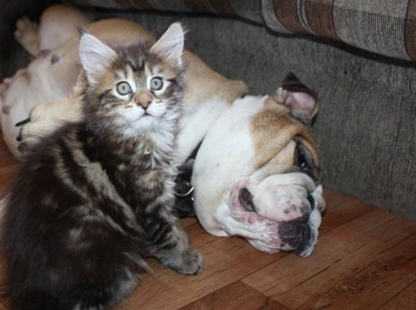 Maine Coon And English Bulldog