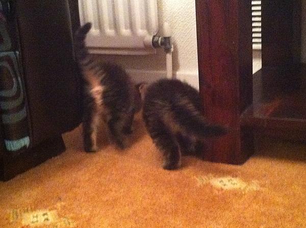 Our little fellas