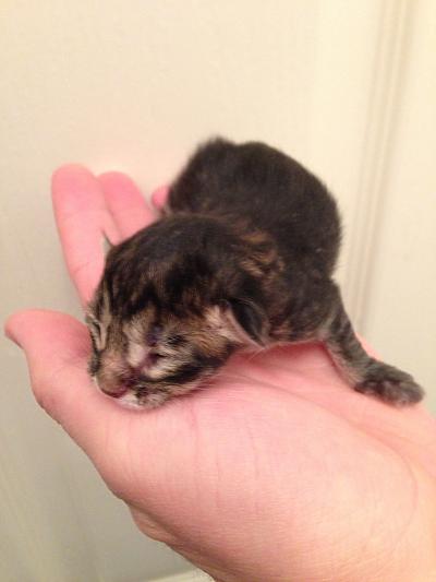 Our little fellas