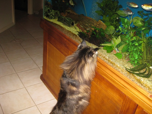 Sarah 9.6.1 - Where Did Them Fish Come From