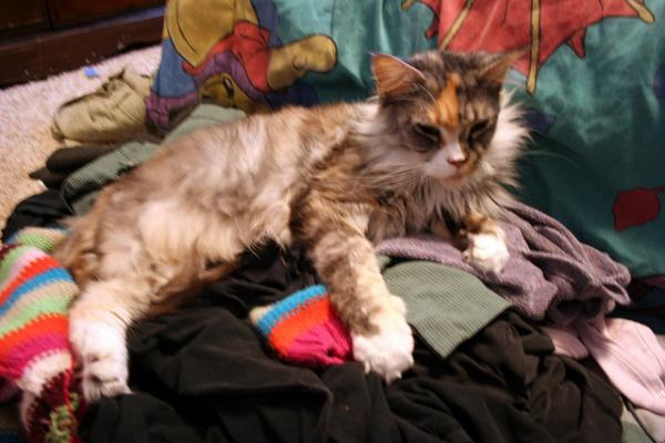 Clean Laundry I Iz There