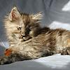 kittens by antocat