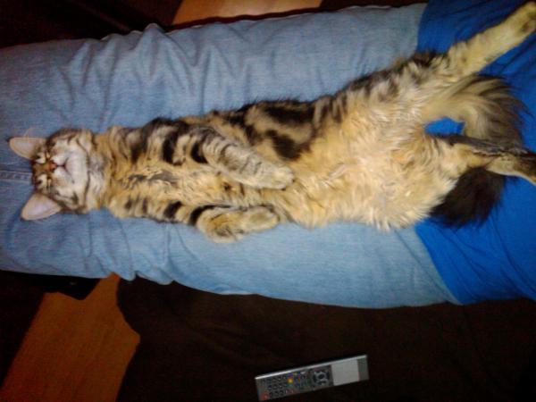 Dexter Relaxing!