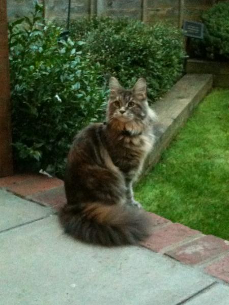 Freyja Does Love Being In The Garden