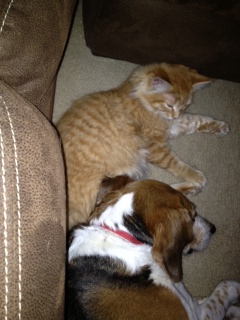 rex and Ginger