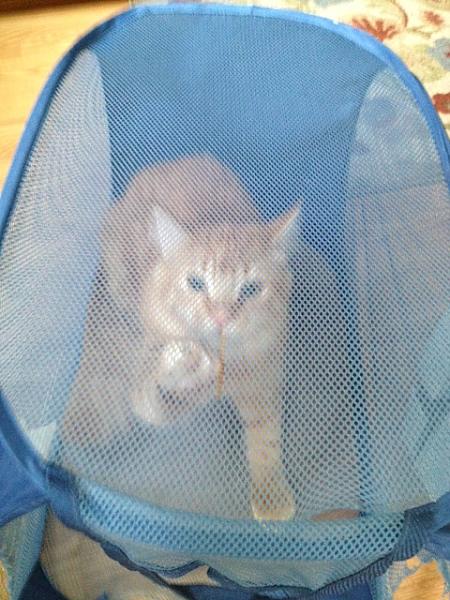 Ginger playing in clothes hamper