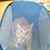 Ginger playing in clothes hamper