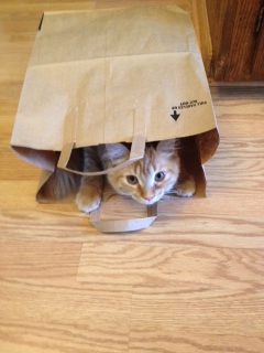 Ginger loves bags!