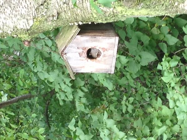 squirell in the bird house