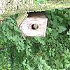 squirell in the bird house