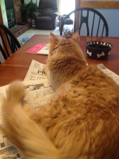 Ginger sitting on my morning paper