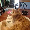 Ginger sitting on my morning paper