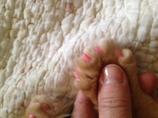 Ginger's soft nails