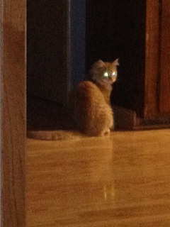 spooky kitty