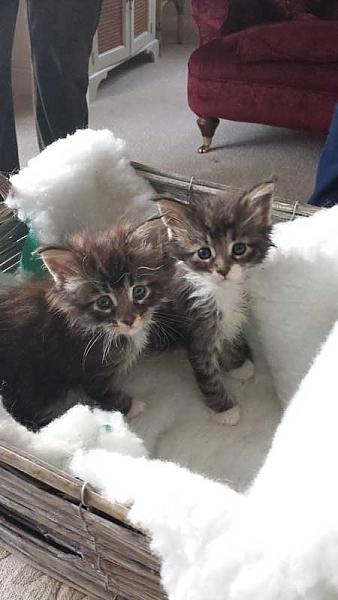 My 2 Boys at 5 weeks old