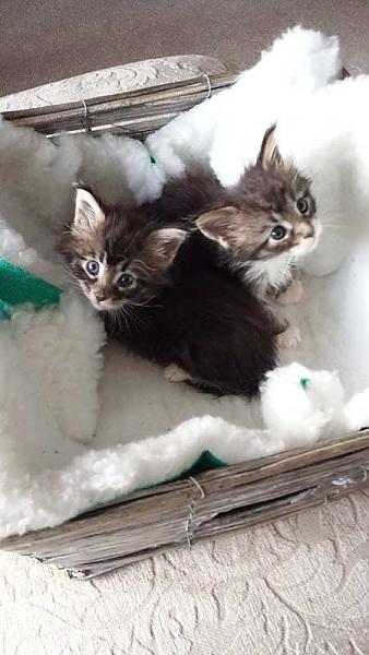 My 2 Boys at 5 weeks old