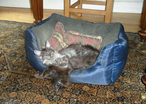 Larry And Monty Take Over The Dog's Bed