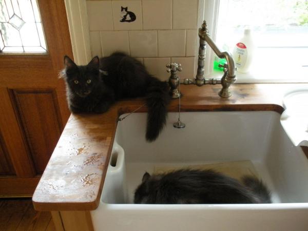 Larry And Monty In The Kitchen Sink