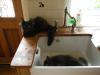 Larry And Monty In The Kitchen Sink