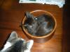 Larry At 14 Weeks, When He Still Fit Into The Salad Bowl, Barney Looking On.
