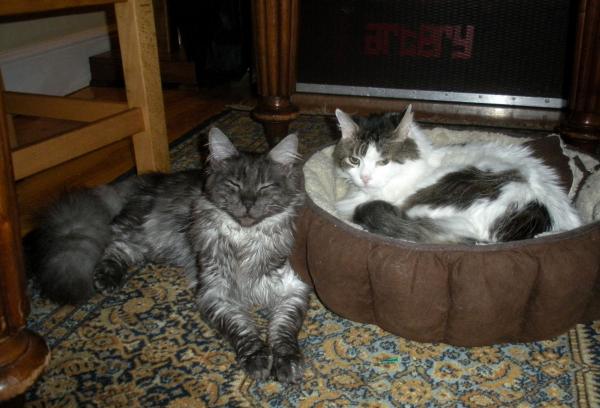 Monty Letting Barney Sleep In His Bed