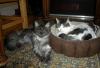 Monty Letting Barney Sleep In His Bed by Howlinbob