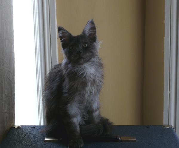 Monty On The Guitar Amp