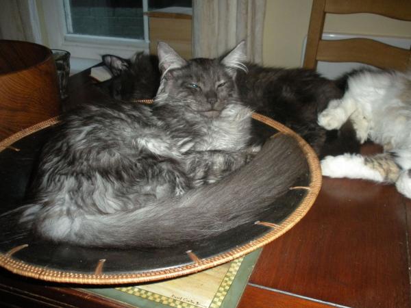 Monty In The Fruit Bowl, Larry And Barney Behind