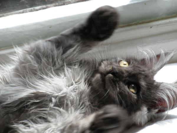 Monty On The Windowsill