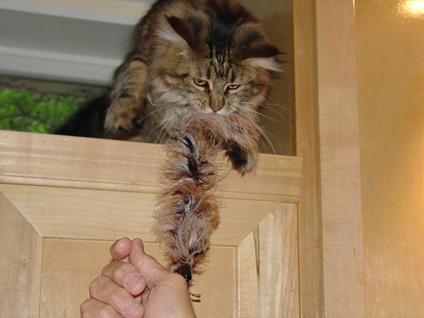 I caught that feather!