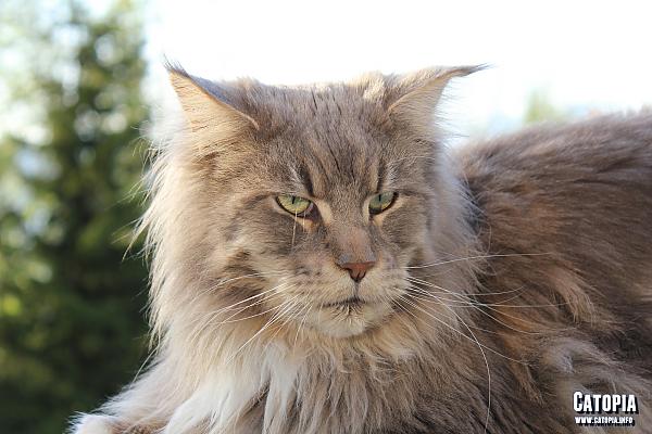 Varg the Maine Coon