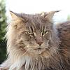 Varg the Maine Coon