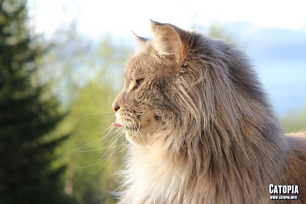 Varg the Maine Coon