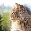 Varg the Maine Coon