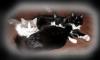 My 3 Domestic Cats