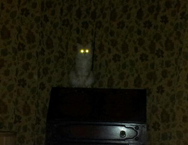 my cat totally has super powers