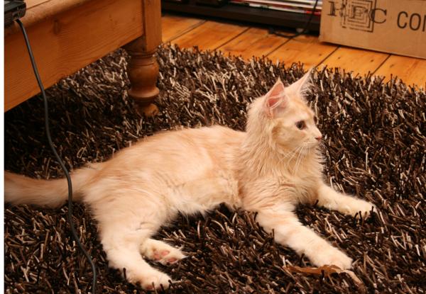 Schrodinger looking cute on the rug