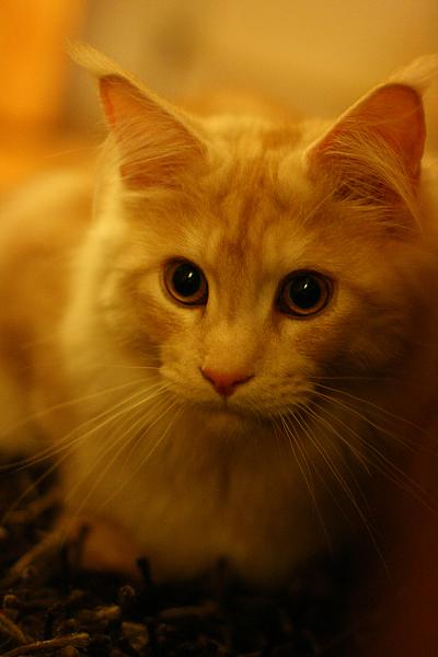 schrodinger adorable