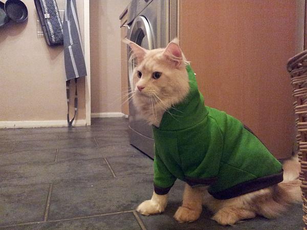 schrodinger in his elf suit