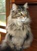 Dinkidi Maine Coon Kittens And Cats